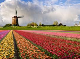 Veterný mlyn so záhradou nádherných tulipánov.